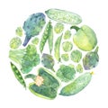 Watercolor sketching of fresh green vegetables in circle