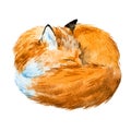 Watercolor sleeping fox