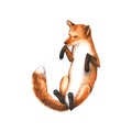 Watercolor sleeping fox. Hand drawn illustration is isolated on white. Forest animal Royalty Free Stock Photo