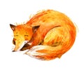 Watercolor sleeping fox isolated on white background.