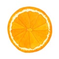 Watercolor slice of fruit orange on white background