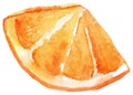 Watercolor slice of orange fruit isolated vector