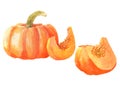 Watercolor sliced pumpkin vegetable isolated