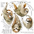 Watercolor sloth illustration. tropical animal Royalty Free Stock Photo