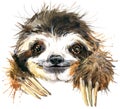 Watercolor sloth illustration. tropical animal Royalty Free Stock Photo
