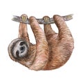 Watercolor sloth illustration. Tropical animal. Template Royalty Free Stock Photo