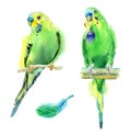 Watercolor small green parrots. Royalty Free Stock Photo