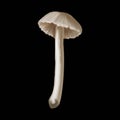 Watercolor small mushrooms. Realistic poisonous mushrooms. botanical illustration