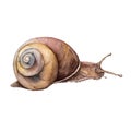 Watercolor snail. Hand painted animal isolated on white background. Wildlife illustration for design, print, fabric or