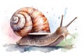 Watercolor snail illustration on white background