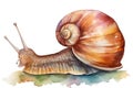 Watercolor snail illustration on white background Royalty Free Stock Photo