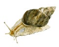 Watercolor snail illustration on white background. Achatina fulica Royalty Free Stock Photo
