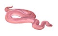 Watercolor snake isolated on a white background