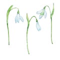 Watercolor snow drops, January month birth flower