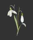 Watercolor snowdrop flower