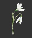 Watercolor snowdrop flower