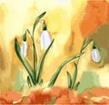 Watercolor snowdrop flowers. Spring vector picture with white flower