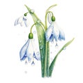 watercolor snowdrop flowers illustration on a white background.