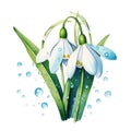 watercolor snowdrop flowers illustration on a white background.