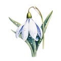 watercolor snowdrop flowers illustration on a white background.