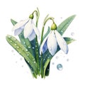 watercolor snowdrop flowers illustration on a white background.