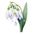 watercolor snowdrop flowers illustration on a white background.