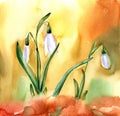 Watercolor snowdrop flowers. Spring picture with white flower