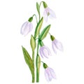 Watercolor snowdrop painting