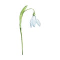 Watercolor snowdrops, January month birth flower