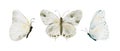 Watercolor soft earth tones butterflies collection