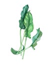 Watercolor Sorrel on white