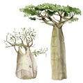 Watercolor southern trees Baobab set in the savannah isolated on white background. Hand drawn illustration of Africa for greeting Royalty Free Stock Photo