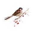 Watercolor sparrow illustration