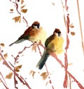Watercolor sparrows illustration