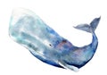 Watercolor sperm whale, hand-drawn illustration isolated on white.