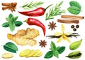 Watercolor spices. Mint, pepper, cardamon, vanilla, cinnamon, anise, ginger and rosemary isolated background