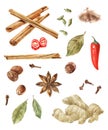 Watercolor spices on wite background