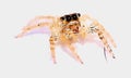 Watercolor spider, Macro of jumping spider Close Up isolated on white background vector Illustration.