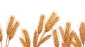 Watercolor spikelets of rye product illustration banner. Painted isolated natural organic fresh wheat eco food on white
