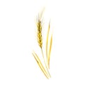 Watercolor spikelets of rye product illustration. Painted isolated natural food on white background