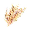 Watercolor spikelets of rye product illustration. Painted isolated natural organic fresh eco food on white background