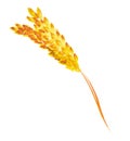 Watercolor spikelet of rye product illustration. Painted isolated on white background