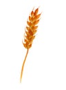 Watercolor spikelet of rye product illustration. Painted isolated on white background