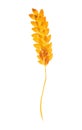 Watercolor spikelet of rye product illustration. Painted isolated on white background