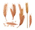 Watercolor spikelets of rye product illustration set. Painted isolated natural organic fresh eco food on white