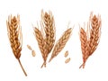 Watercolor spikelets of rye product illustration set. Painted isolated natural organic fresh wheat eco food on white