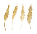 Watercolor spikelets of Wheat product. Hand painted illustration of isolated natural fresh rye on isolated background
