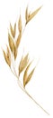 Watercolor spikelets of wheat, rye, barley, grains on a white background.