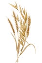 Watercolor spikelets of wheat, rye, barley, grains on a white background.