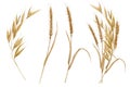 Watercolor spikelets of wheat, rye, barley, grains on a white background.